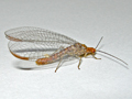 Nothochrysa capitata